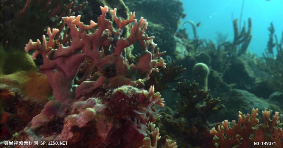 UN105H海底世界高清实拍视频素材合辑