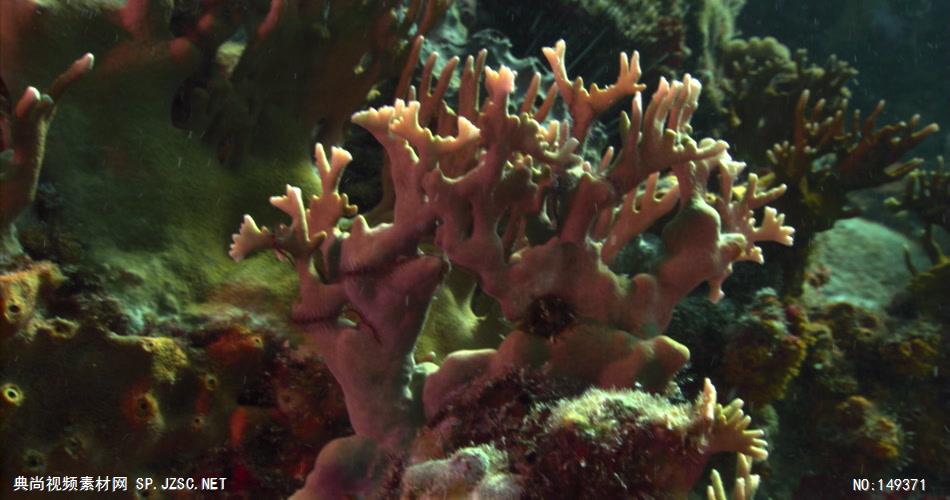 UN105H海底世界高清实拍视频素材合辑