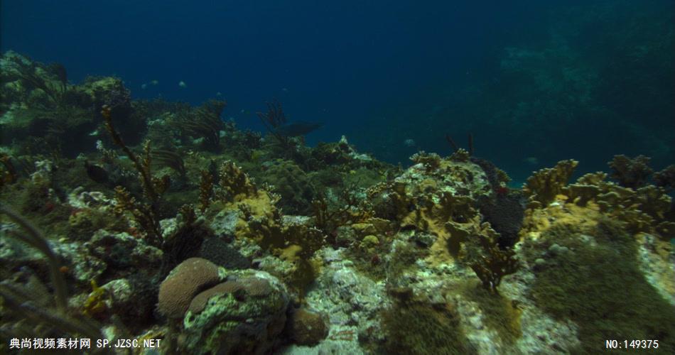 UN102H海底世界高清实拍视频素材合辑