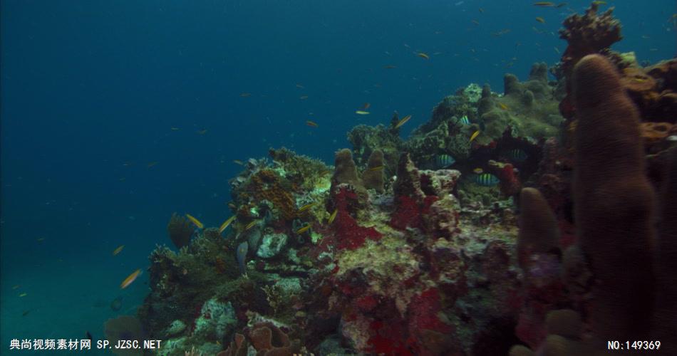 UN108H海底世界高清实拍视频素材合辑