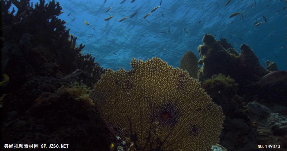 UN103H海底世界高清实拍视频素材合辑