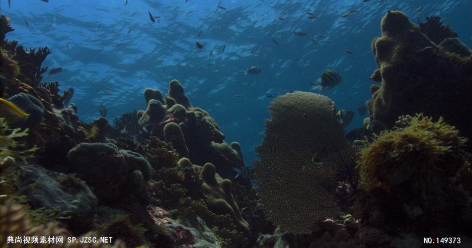 UN103H海底世界高清实拍视频素材合辑