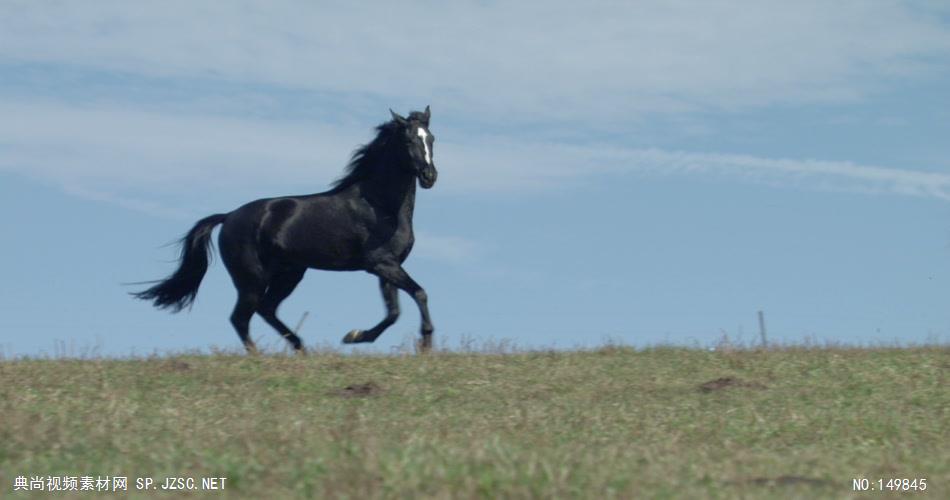 1092-骏马奔跑 实拍视频素材