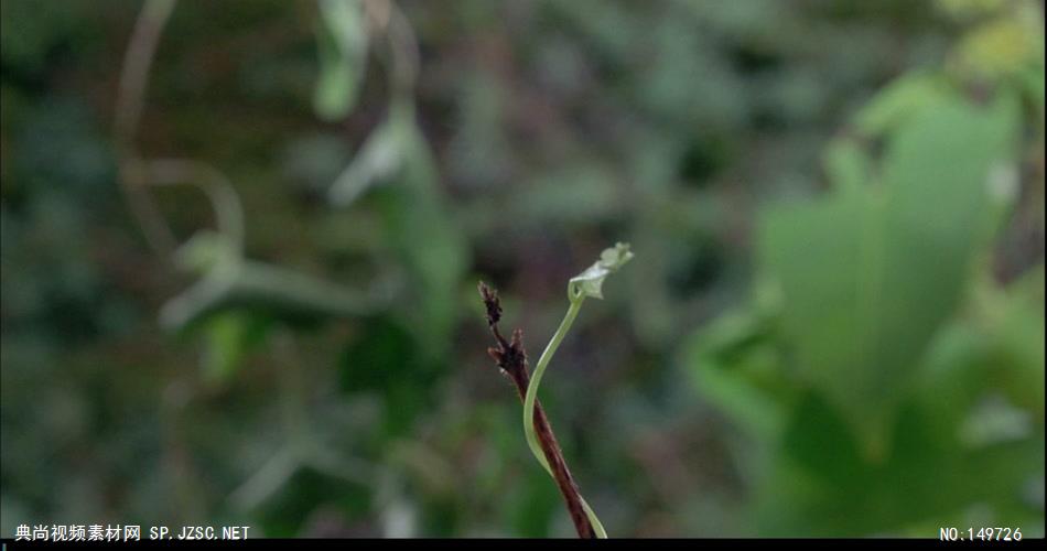 1115-植物生长和花开放一组 实拍视频素材