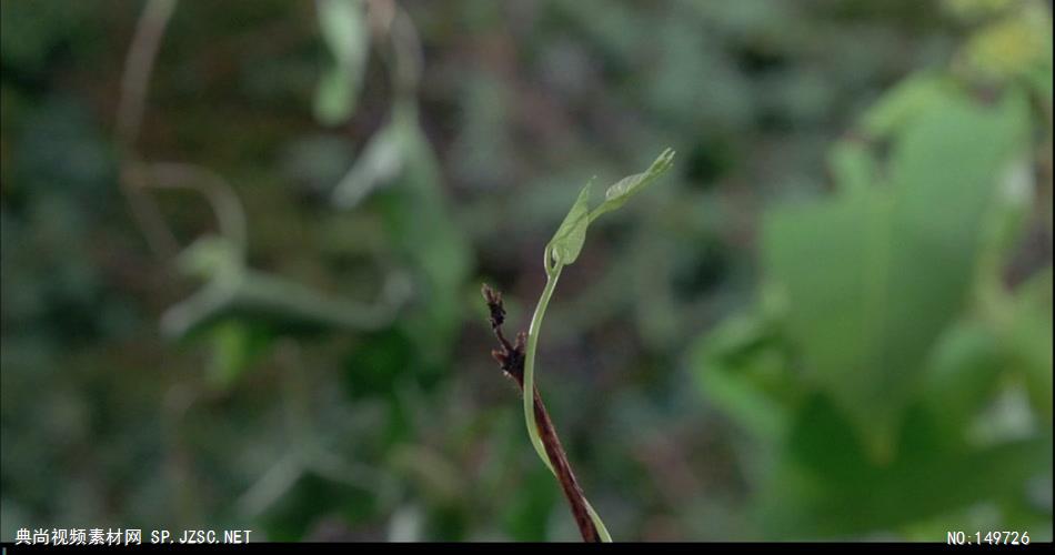 1115-植物生长和花开放一组 实拍视频素材