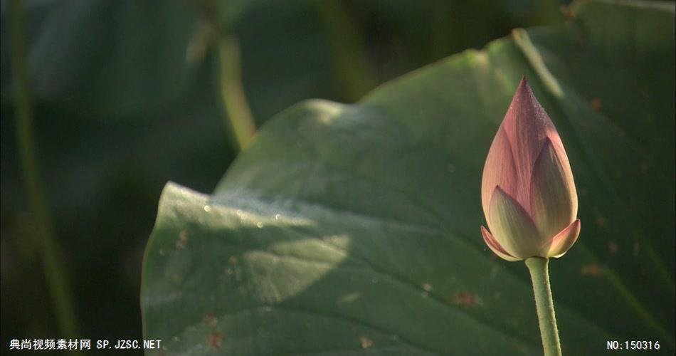 荷花B 中国风视频 背景视频