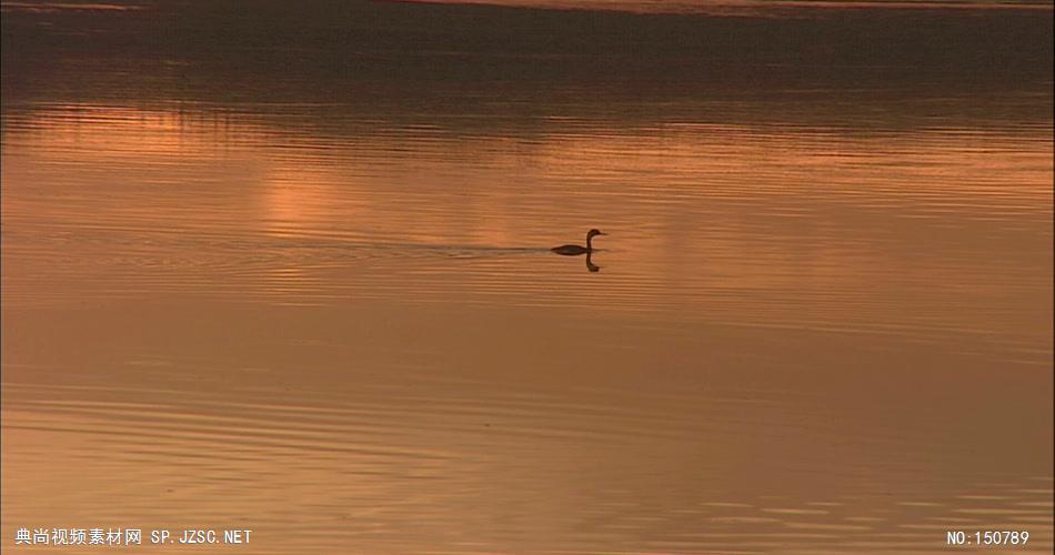 0773-夕阳下的自然风光2(水中有天鹅)-自然美景实拍视频