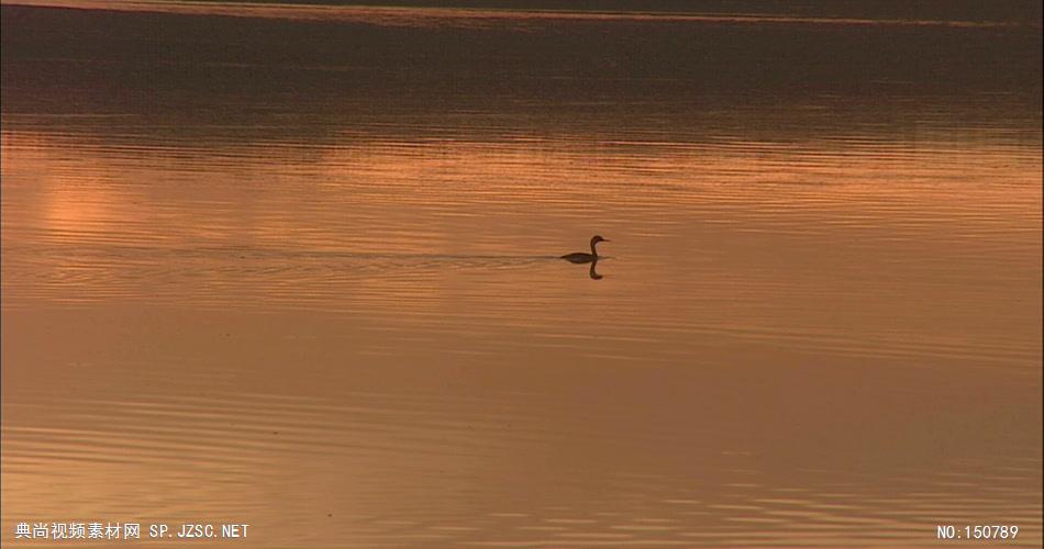 0773-夕阳下的自然风光2(水中有天鹅)-自然美景实拍视频