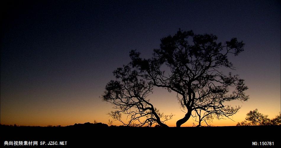 0770-夕阳下的大树-自然美景实拍视频