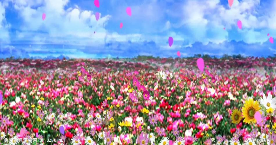 YM0766鲜花的海洋 桃花梅花牡丹花系 中国风视频 背景视频