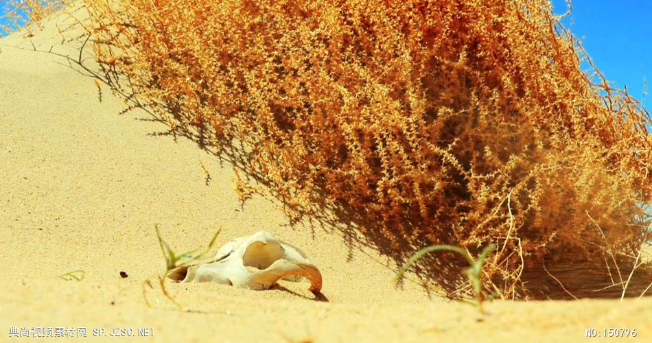 0751-流沙慢慢掩埋动物头骨-自然美景实拍视频