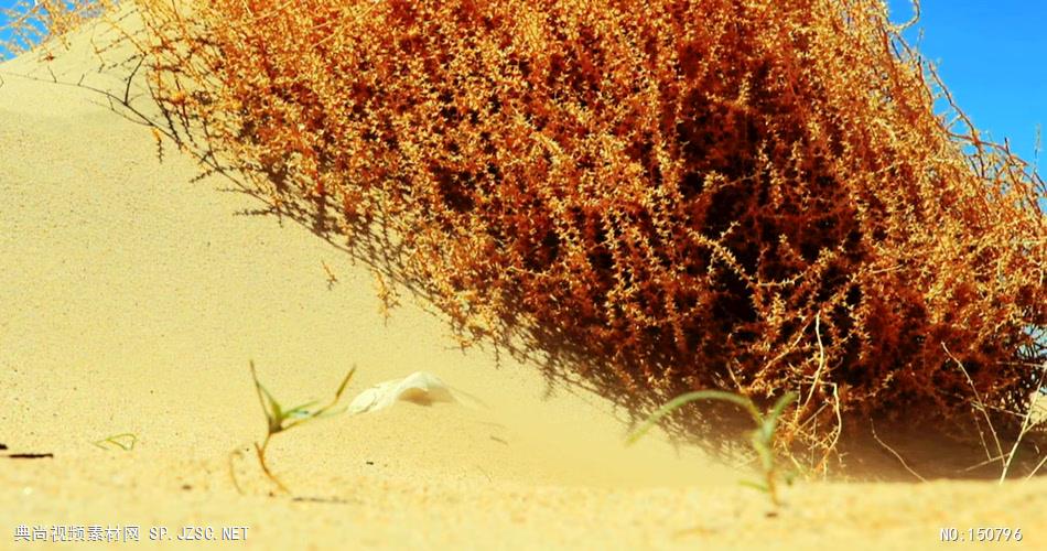 0751-流沙慢慢掩埋动物头骨-自然美景实拍视频