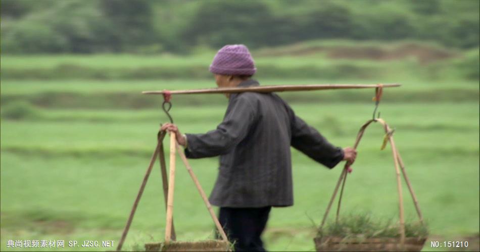 0049-稻田1(有人走过) 农业类农田 田地 田野 风景 农村 农民