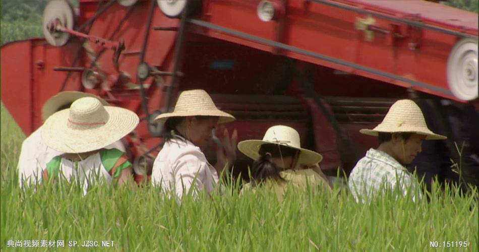0056A-机械收割水稻2 农业类农田 田地 田野 风景 农村 农民