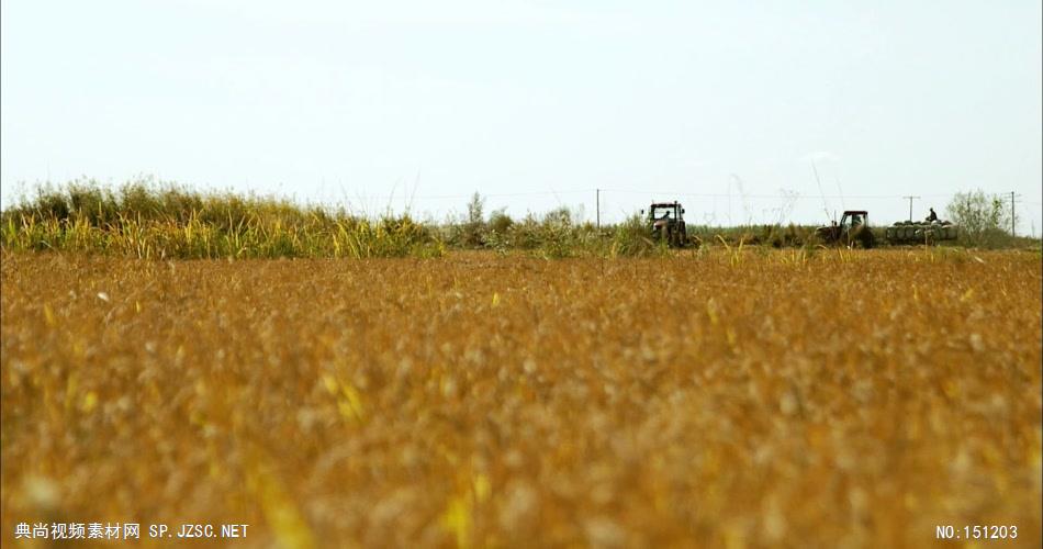 0053-收割水稻1 农业类农田 田地 田野 风景 农村 农民
