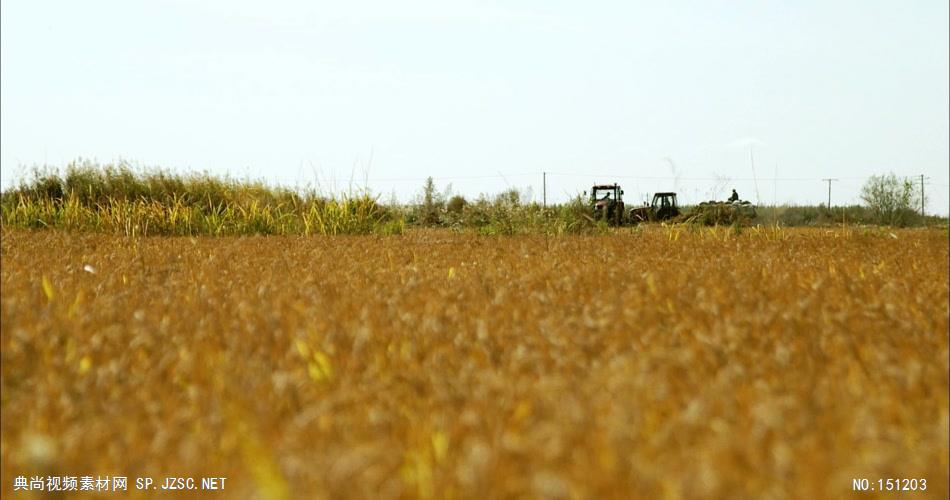 0053-收割水稻1 农业类农田 田地 田野 风景 农村 农民