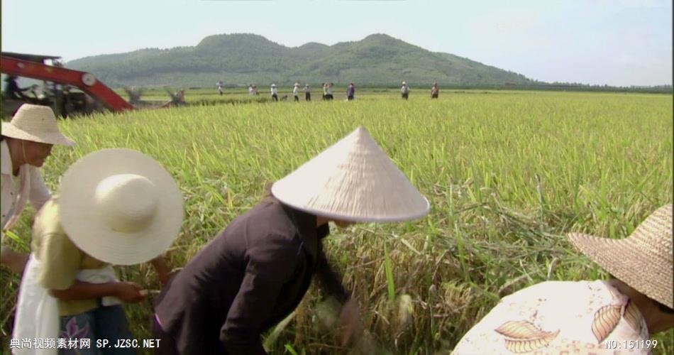 0055A-机械收割水稻1 农业类农田 田地 田野 风景 农村 农民