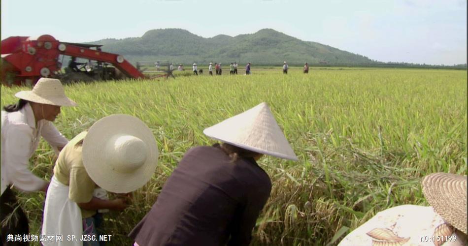 0055A-机械收割水稻1 农业类农田 田地 田野 风景 农村 农民