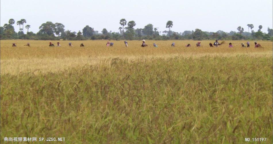 0054-收割水稻2 农业类农田 田地 田野 风景 农村 农民