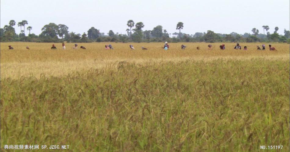 0054-收割水稻2 农业类农田 田地 田野 风景 农村 农民