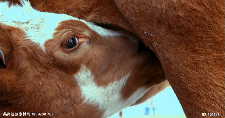 0070-小牛吃奶 农业类农田 田地 田野 风景 农村 农民