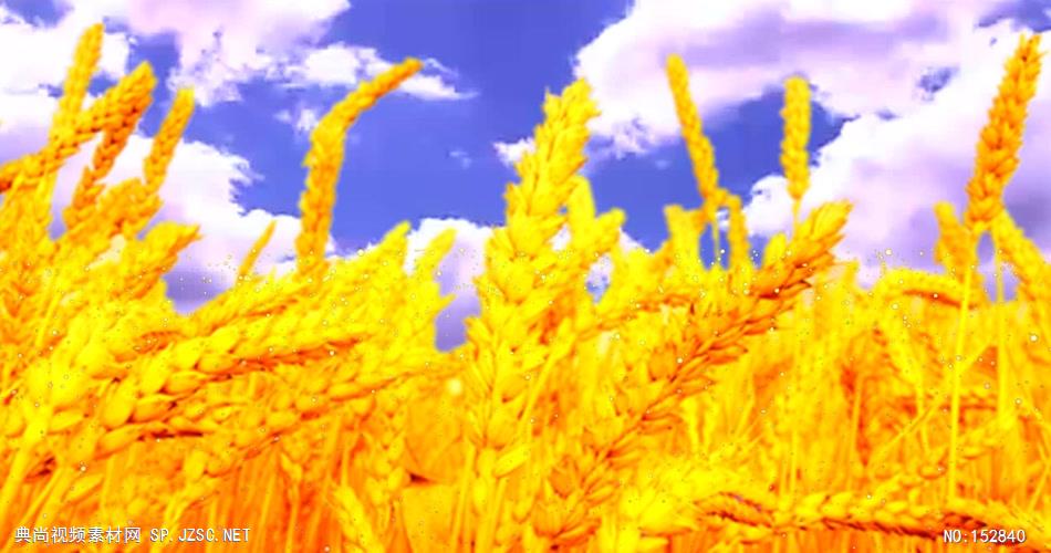 A199-金色麦穗 视频动态背景 虚拟背景视频