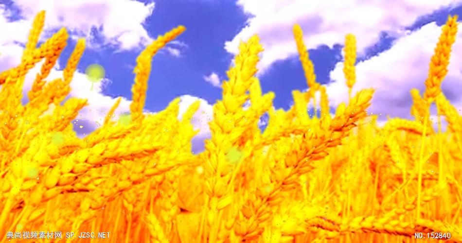 A199-金色麦穗 视频动态背景 虚拟背景视频