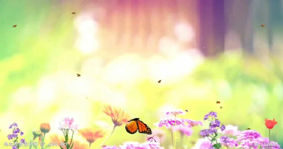A146-蝴蝶与鲜花视频 视频动态背景 虚拟背景视频