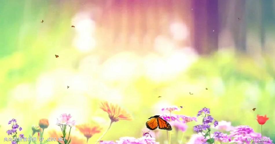A146-蝴蝶与鲜花视频 视频动态背景 虚拟背景视频