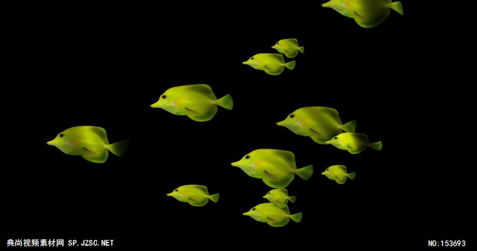 海底世界小鱼游动遮罩素材Желтая стая大海 海边 海洋