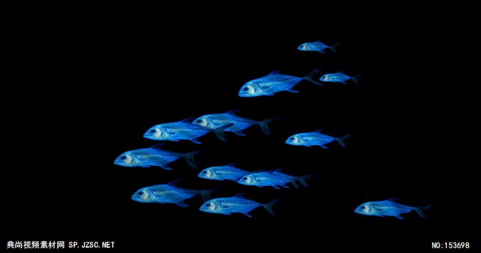 海底世界小鱼游动遮罩素材Сайра大海 海边 海洋