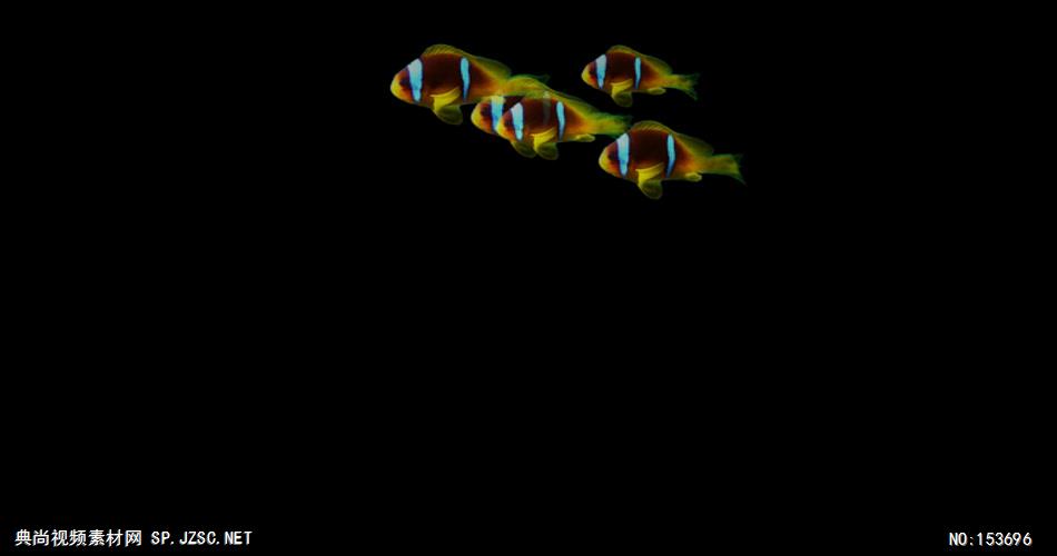 海底世界小鱼游动遮罩素材Барбусята大海 海边 海洋