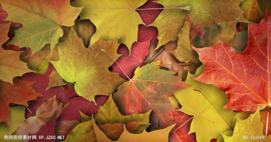 堕落的本质 Nature of Fall HD大屏幕背景动态背景视频背景 视频动态背景 虚拟背景视频
