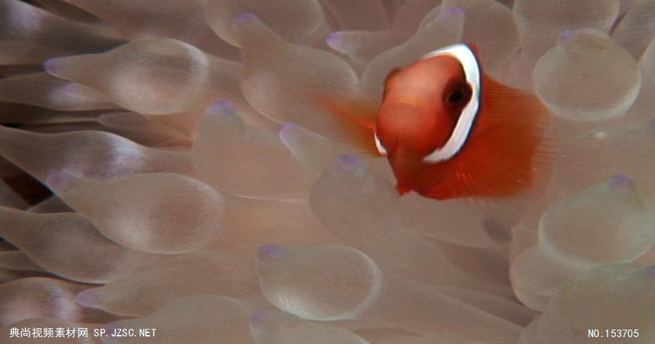 海底世界小鱼游动遮罩素材ГАНД大海 海边 海洋