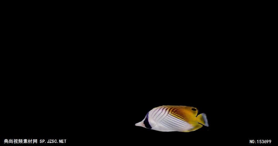 海底世界小鱼游动遮罩素材Зебра大海 海边 海洋