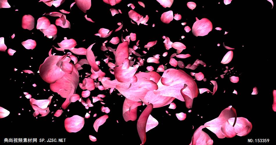 A409-玫瑰花瓣飘落 视频动态背景 虚拟背景视频