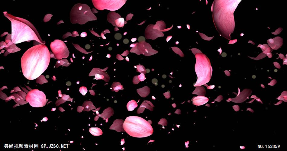 A409-玫瑰花瓣飘落 视频动态背景 虚拟背景视频