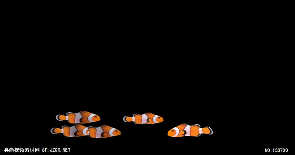 海底世界小鱼游动遮罩素材Клоуны-поворот大海 海边 海洋