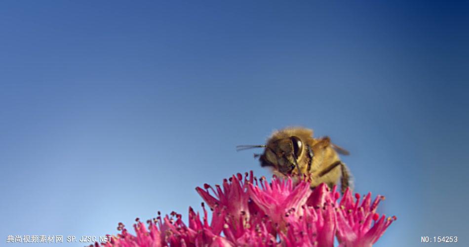 蜜蜂采花粉03 植物鲜花类
