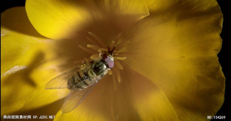 蜜蜂采花粉02 植物鲜花类