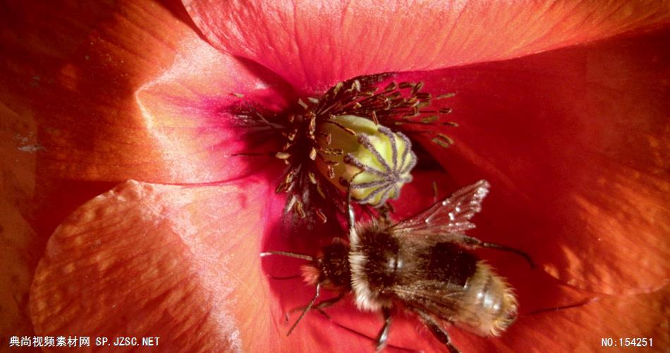 蜜蜂采花粉01 植物鲜花类