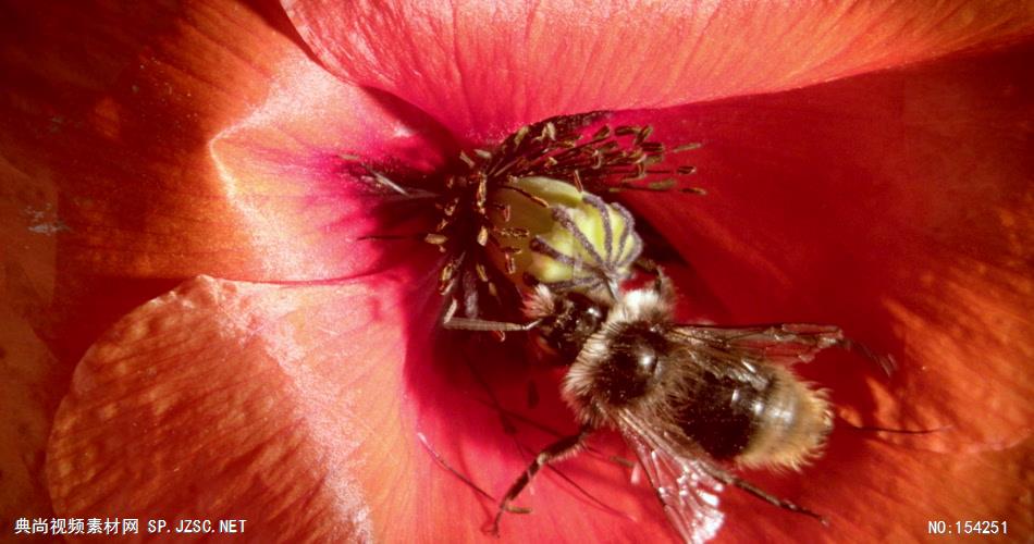 蜜蜂采花粉01 植物鲜花类
