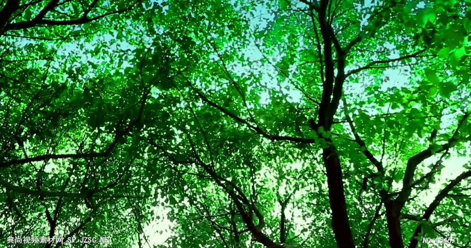 套唯美小清新树叶树林阳光空镜头 大自然春天夏天绿叶动态视频素材森林背景