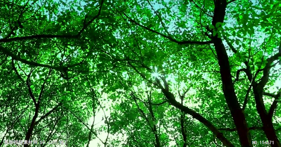 套唯美小清新树叶树林阳光空镜头 大自然春天夏天绿叶动态视频素材森林背景