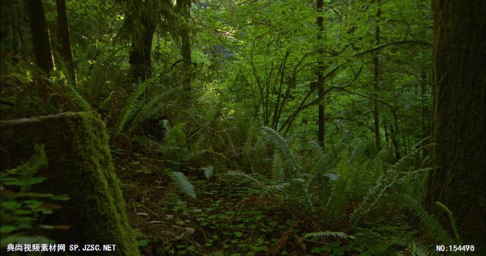 森林绿树植物高清实拍视频素材合辑DF134H