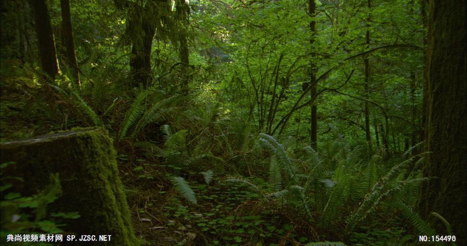 森林绿树植物高清实拍视频素材合辑DF134H