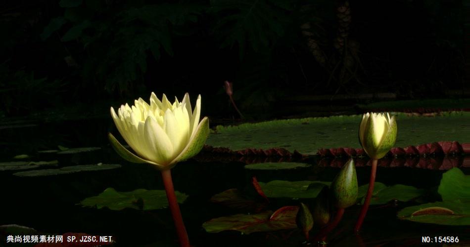 0609-各种莲花开放(一组)-自然美景-植物类