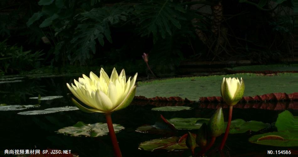 0609-各种莲花开放(一组)-自然美景-植物类