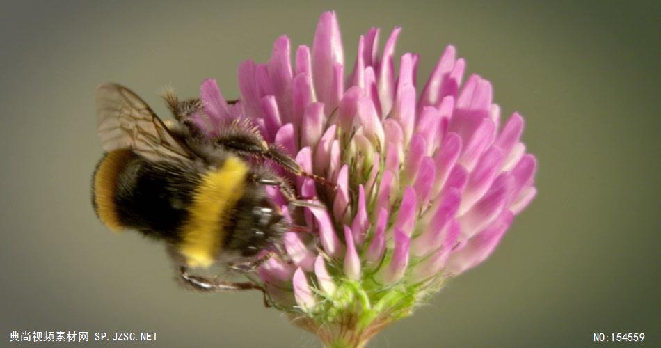 0653-蜜蜂采花粉03-自然美景-植物类