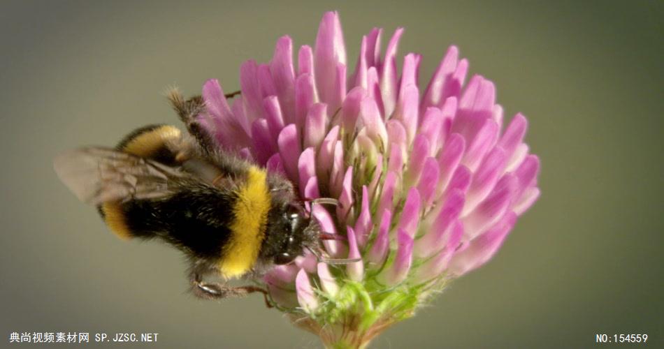 0653-蜜蜂采花粉03-自然美景-植物类